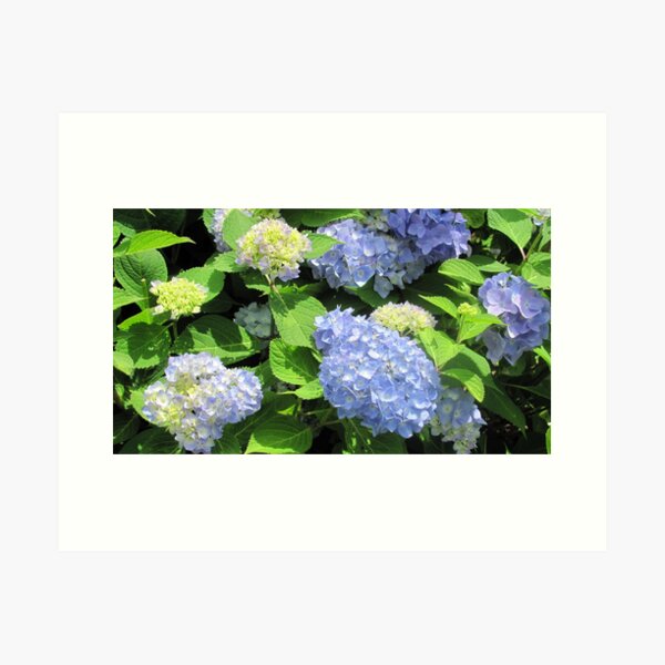 Hydrangeas in Nantucket Art Print