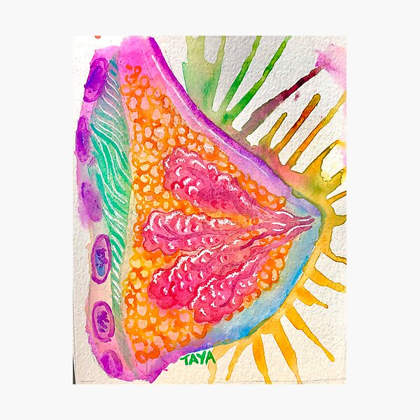 Breast Diagram Watercolor Photographic Print