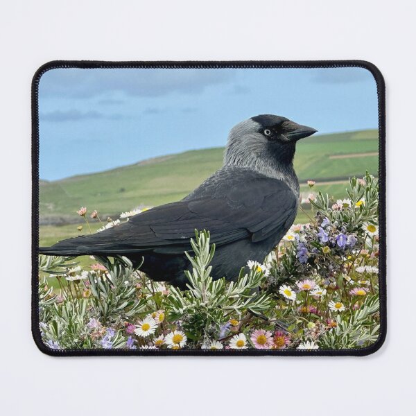 Item preview, Jackdaw designed and sold by Tizz07.