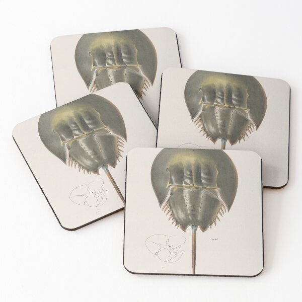 Item preview, Vintage Horseshoe Crab Diagram (1844) Old Brackish Water Arthropod Artwork designed and sold by BravuraMedia.