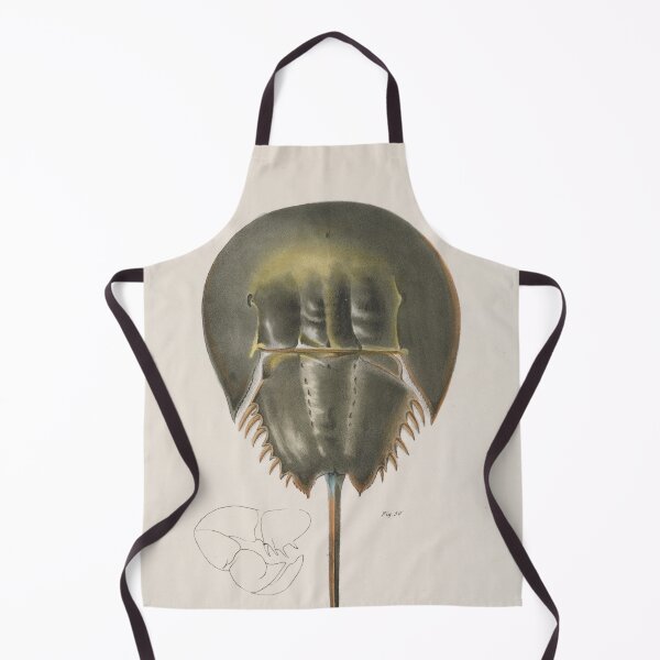 Item preview, Vintage Horseshoe Crab Diagram (1844) Old Brackish Water Arthropod Artwork designed and sold by BravuraMedia.