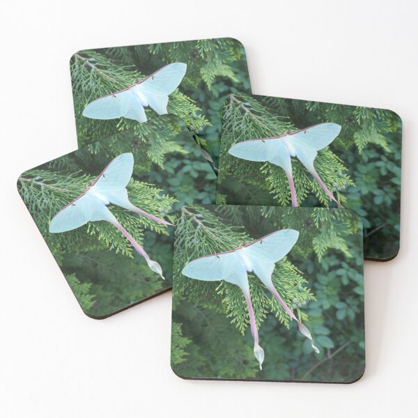 Item preview, Actias dubernardi - Chinese Moon Moth Female designed and sold by Entomologist.