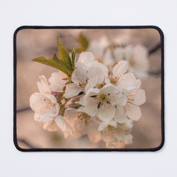 Item preview, Dreams of Spring I Cherry Blossoms Photography designed and sold by KEnzPhotography.