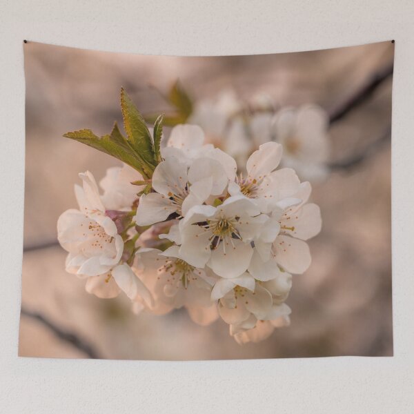 Item preview, Dreams of Spring I Cherry Blossoms Photography designed and sold by KEnzPhotography.