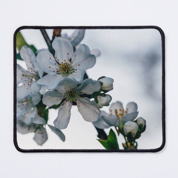 Item preview, Cherry White I Michigan Photography designed and sold by KEnzPhotography.