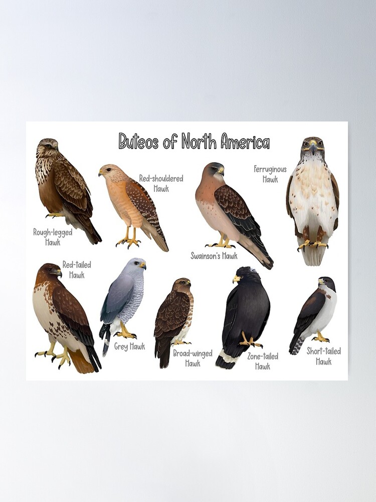 Birds of Prey of North America Giant Poster