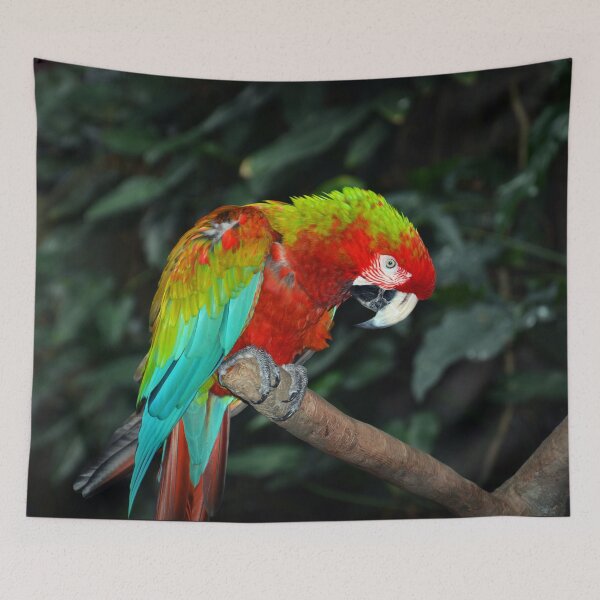Item preview, Parrot  designed and sold by Savannah Gibbs.