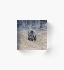 Grizzly Acrylic Block