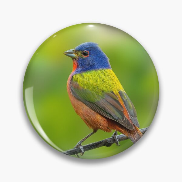 Item preview, A Beautiful Painted Bunting on a small branch designed and sold by Raul Cano.