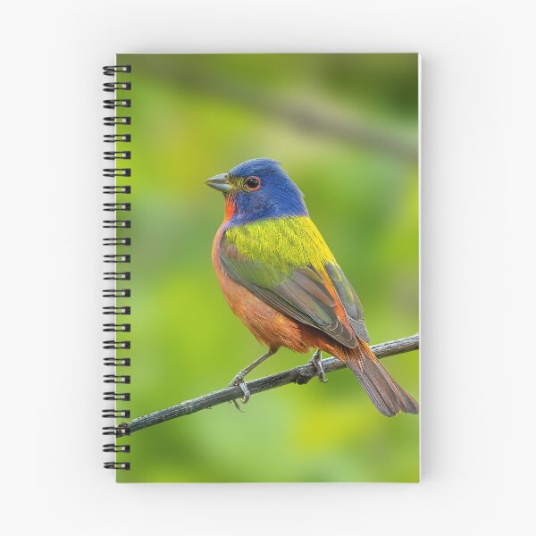 Item preview, A Beautiful Painted Bunting on a small branch designed and sold by Raul Cano.