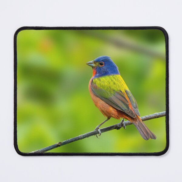 Item preview, A Beautiful Painted Bunting on a small branch designed and sold by Raul Cano.