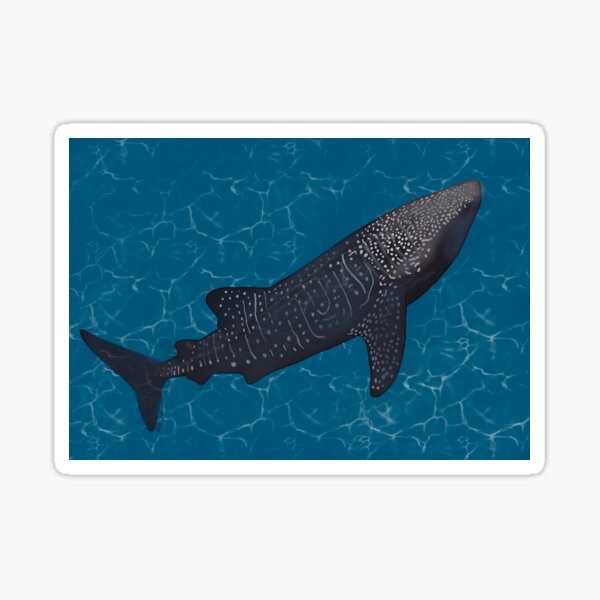 Whale of a Shark Sticker
