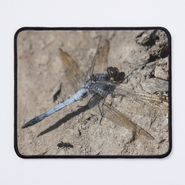 Item preview, Beautiful Orthetrum caledonicum - Blue Skimmer DragonFly designed and sold by deanworld.