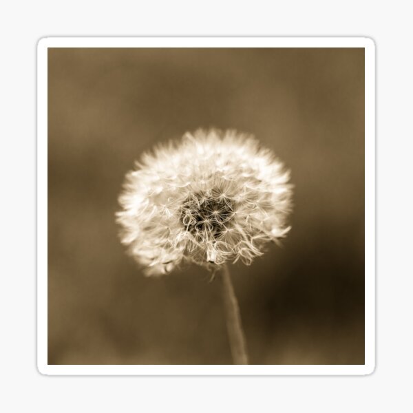 Item preview, Dandelion Seed Head Sepia designed and sold by Tanya C  Smith.