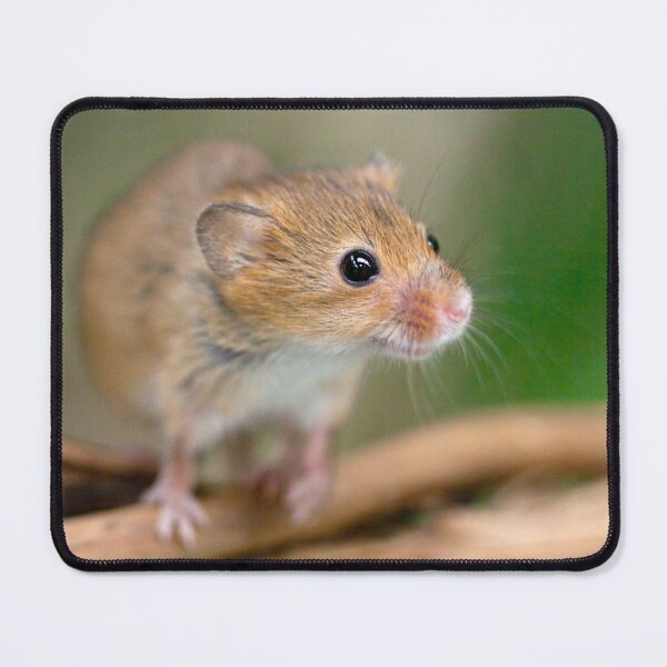 Item preview, Happy Harvest Mouse designed and sold by Krys Bailey.
