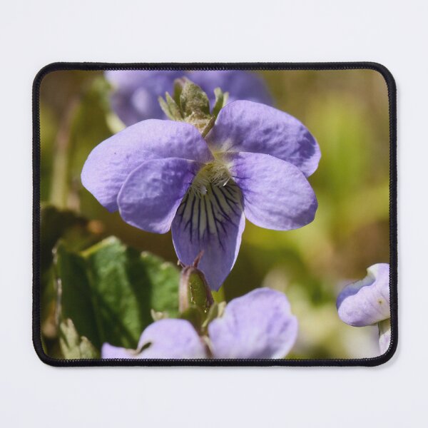 Item preview, Bog Violet multiplied designed and sold by Jouko Lehto Photography.