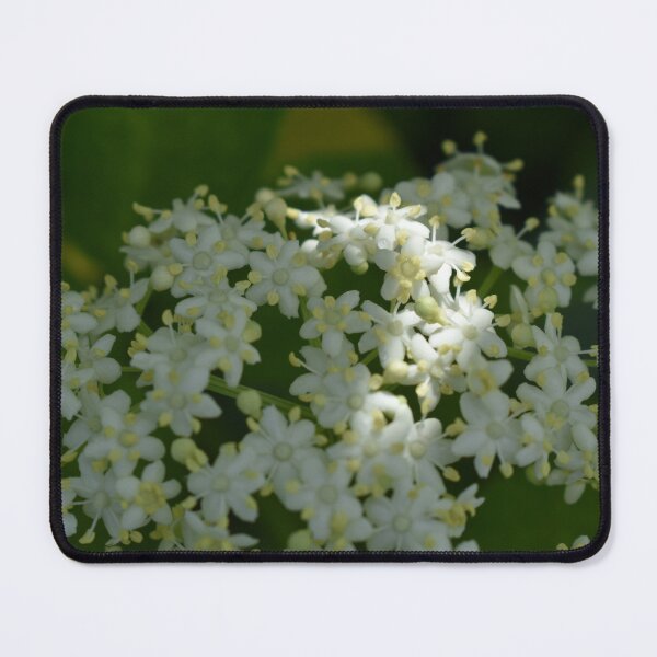 Item preview, A mountain ash in bloom designed and sold by Claude Laprise.