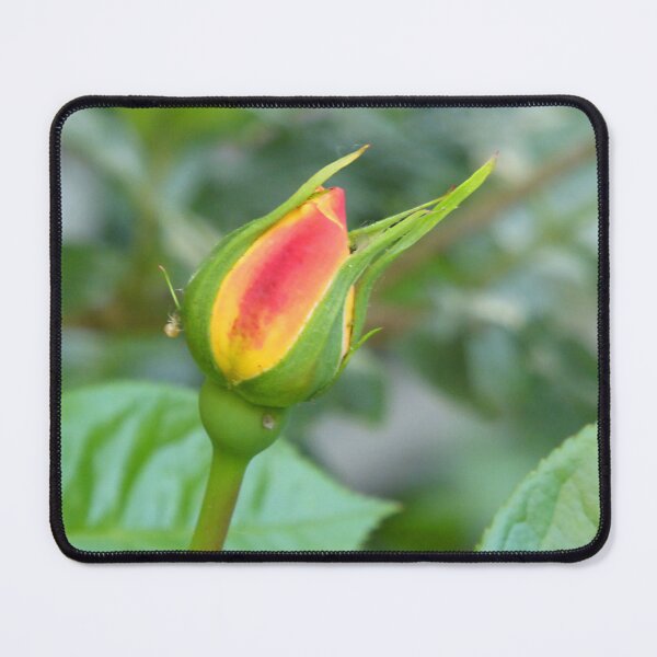 Item preview, The promise of a new rose designed and sold by jchanders.