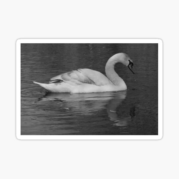 Swan on the Lake monochrome Sticker