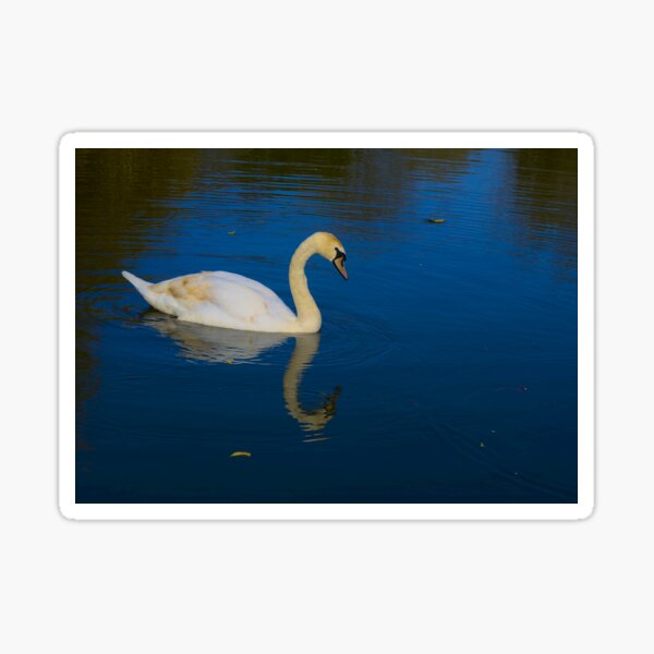 Swan on a Blue Lake Sticker