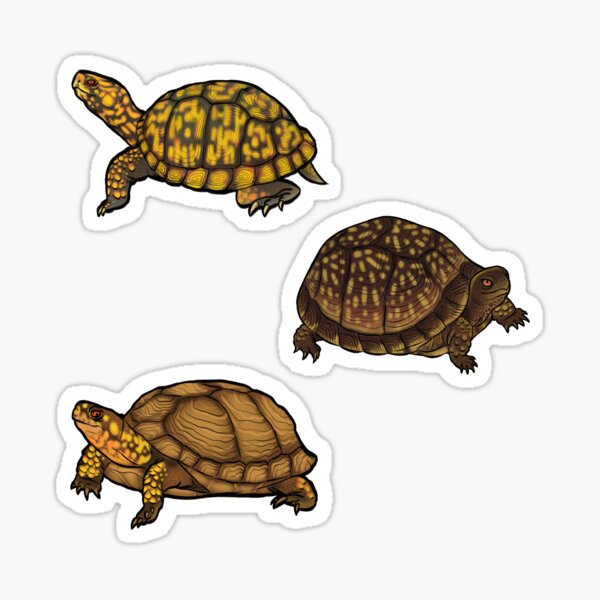 Artikel-Vorschau von Dosenschildkröten, designt und verkauft von Breanna Sanchez.