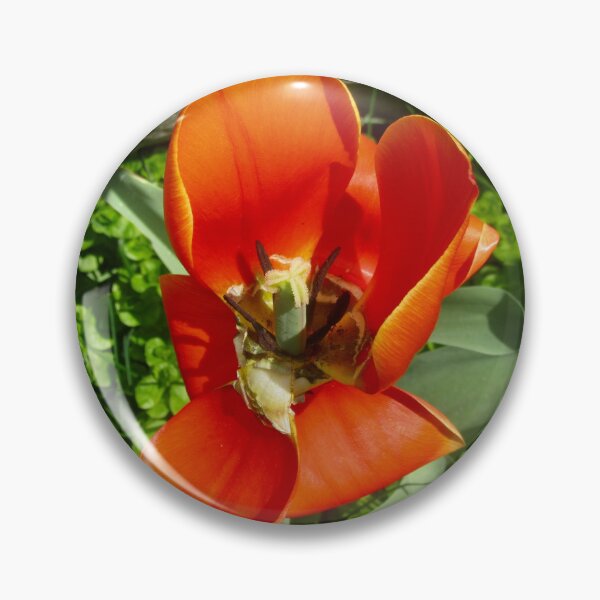 Item preview, Dying orange tulip designed and sold by Shulie1.