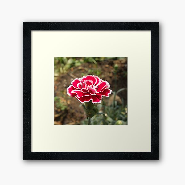 Dianthus Framed Art Print