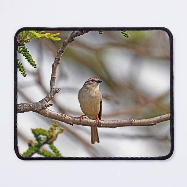Item preview, Spring Chipping Sparrow designed and sold by Deb Oppermann.