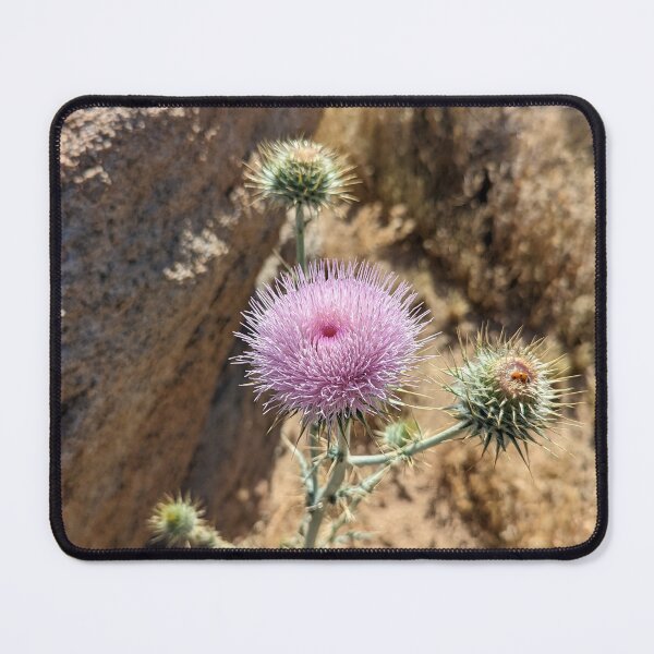 Item preview, Pink Desert Thistle  designed and sold by Jkund19.