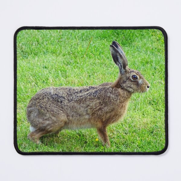 Item preview, Hartley Hare designed and sold by Barrie Woodward.