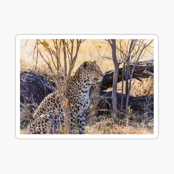 Vista previa del artículo con la obra «Leopardo en el Parque Nacional Chobe Botswana», diseñado y vendido por MaggiePixel.