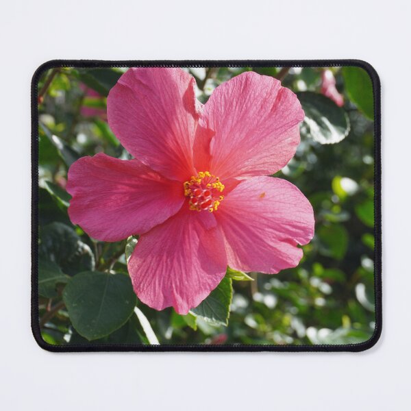 Item preview, Pink Hibiscus designed and sold by Bloom-N-Blossom.