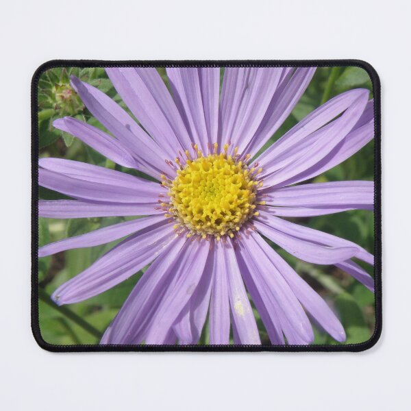 Item preview, Pretty Purple Aster Michaelmas Daisy Flower Photograph designed and sold by naturegallery.