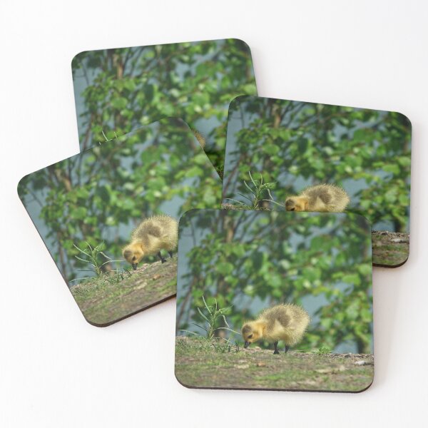 Item preview, A single Canada goose chick designed and sold by Anirutgu.