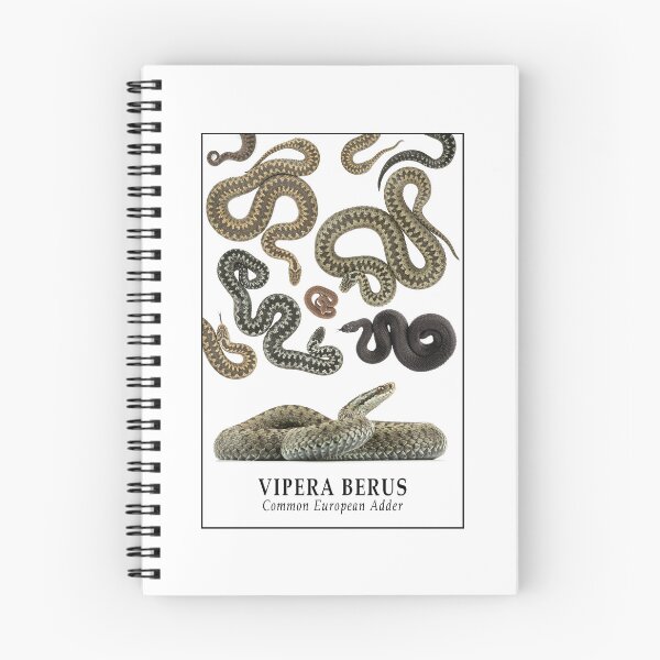 Item preview, Vipera berus - Common European Adder designed and sold by CM-Reptiler.