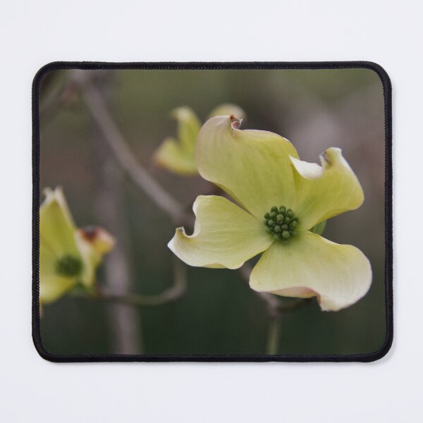 Item preview, Yellow Dogwoods... designed and sold by Poete100.