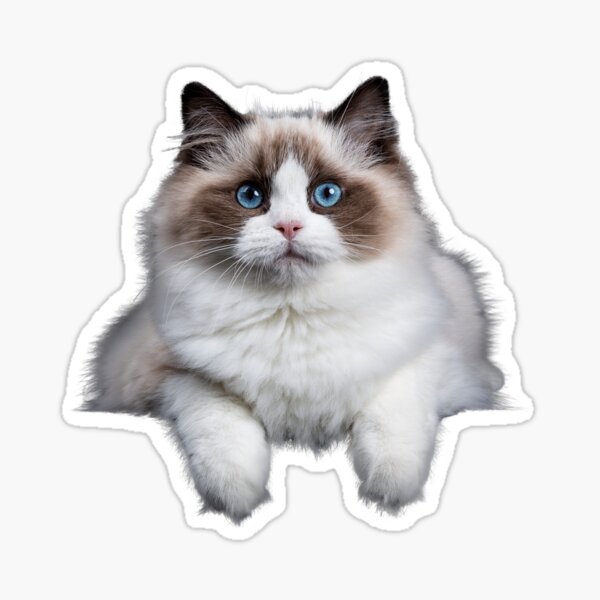 Artikel-Vorschau von Ragdoll-Katze, designt und verkauft von silviaol.