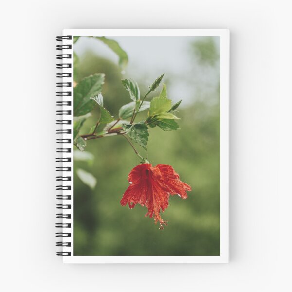 Aperçu de l'œuvre Imprimé fleur d'hibiscus créée et vendue par Shevon  Morgan.