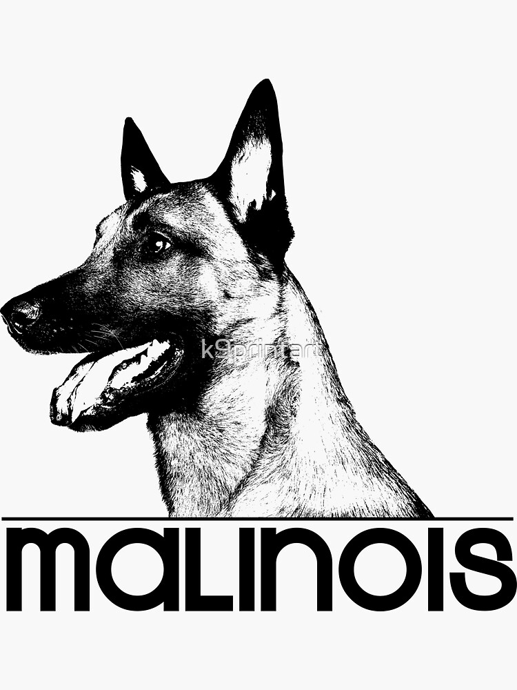 Malinois Belgian shepherd -Mechelaar -Maligator