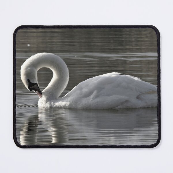 Item preview, Mute Swan Preening Feathers designed and sold by Jeremy Hayden.