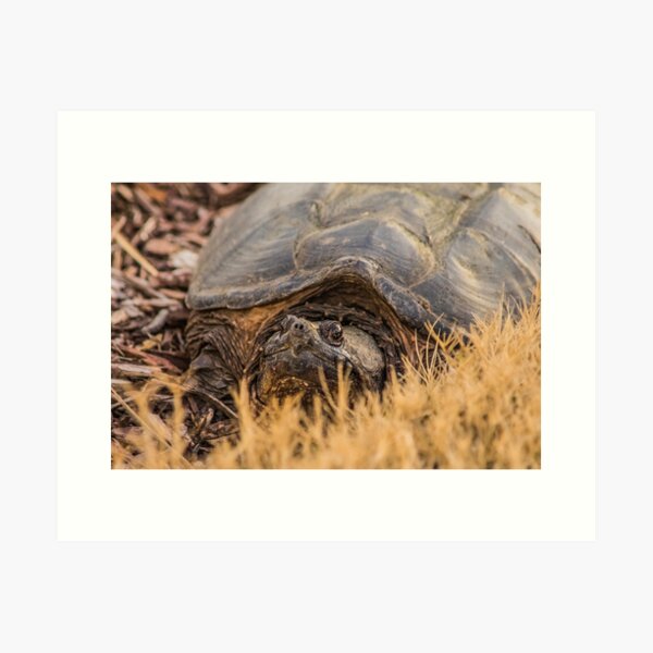 Item preview, Turtles designed and sold by KensLensDesigns.