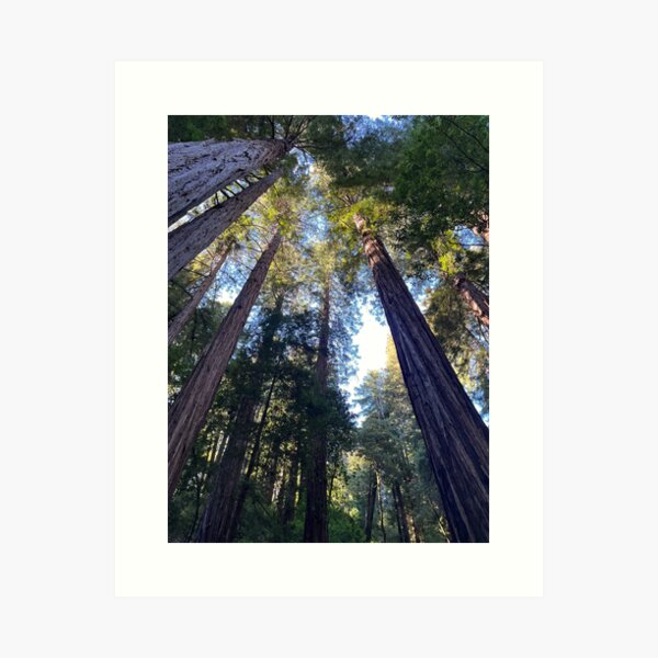 Muir Forest National Monument Art Print