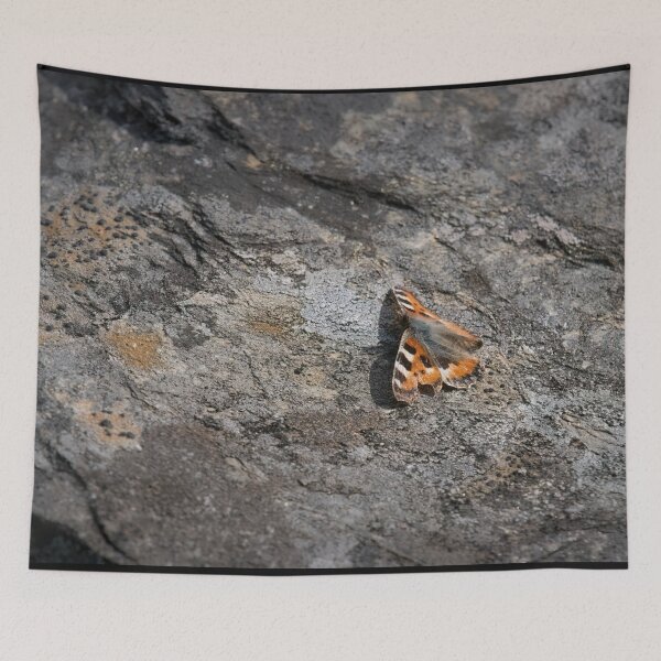 Item preview, On the flat bed, Small tortoiseshell designed and sold by Jouko Lehto Photography.