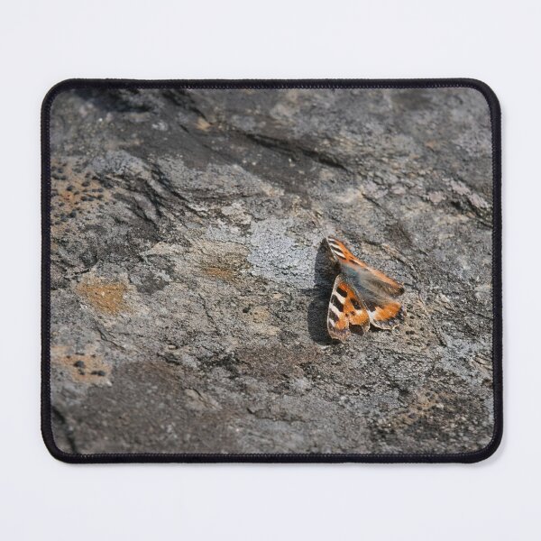 Item preview, On the flat bed, Small tortoiseshell designed and sold by Jouko Lehto Photography.