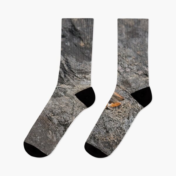 Item preview, On the flat bed, Small tortoiseshell designed and sold by Jouko Lehto Photography.