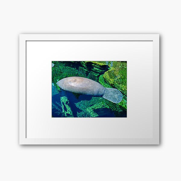 Item preview, Manatee designed and sold by QuackerSnaps.