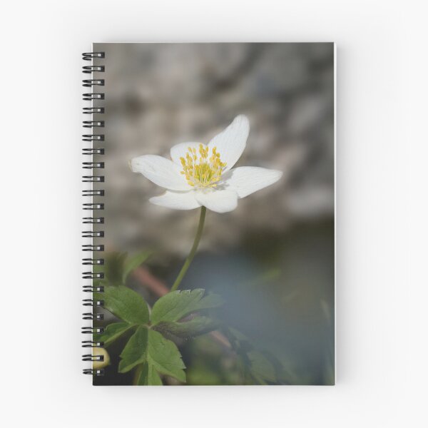 Item preview, Facing the sun. Wood anemone designed and sold by Jouko Lehto Photography.