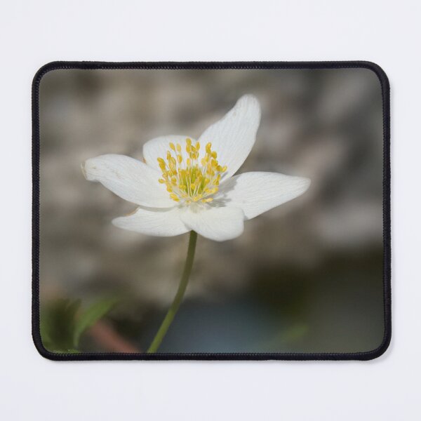 Item preview, Facing the sun. Wood anemone designed and sold by Jouko Lehto Photography.