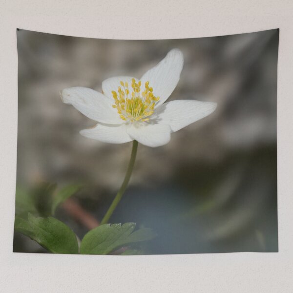 Item preview, Facing the sun. Wood anemone designed and sold by Jouko Lehto Photography.