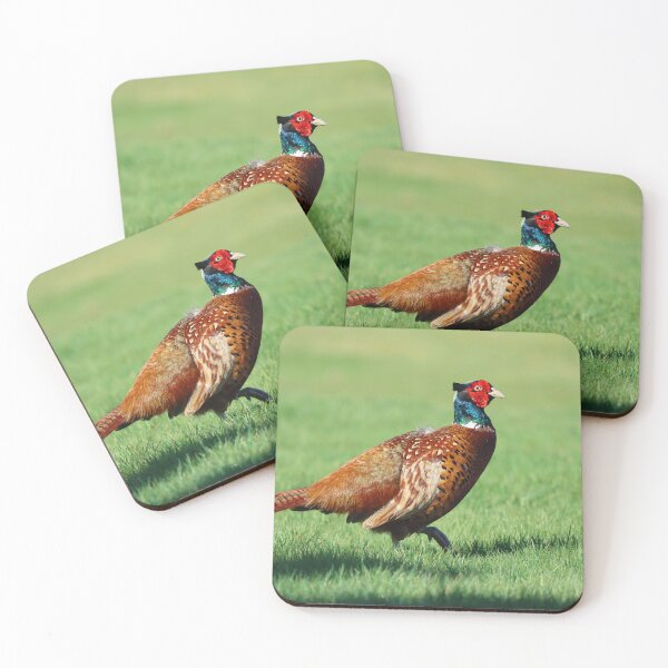 Item preview, Male pheasant designed and sold by GreyFeatherPhot.